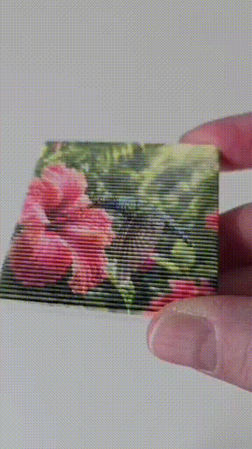 Hummingbird lenticular magnet